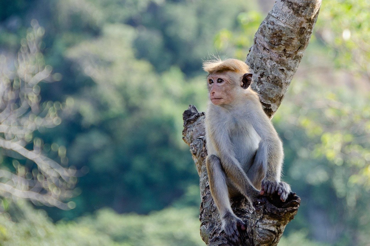 Macaque Monkey on Tree Branch - Ko Lake Villa boutique lakefront accommodation on Koggala Lake Sri Lanka: Adorable macaque monkey with light fur sitting on a tree branch, looking attentively into the distance in a natural jungle setting. Wildlife photography. Unfortunately, when they gain access to Ko Lake rooms, the entire room is vandalised- please be visgilant and close or locl doors
