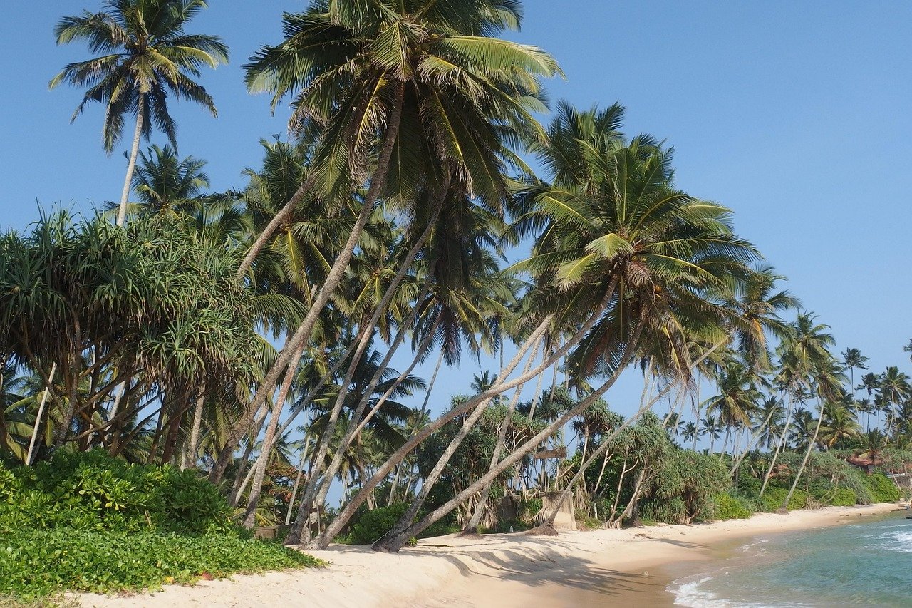 Ahangama Sri Lanka Beach: Palm Trees & Golden Sand - Ko Lake Villa boutique lakefront accommodation on Koggala Lake Sri Lanka: Discover a beautiful Sri Lankan beach with towering palm trees, lush greenery, and golden sand meeting the gentle ocean waves under a clear blue sky.