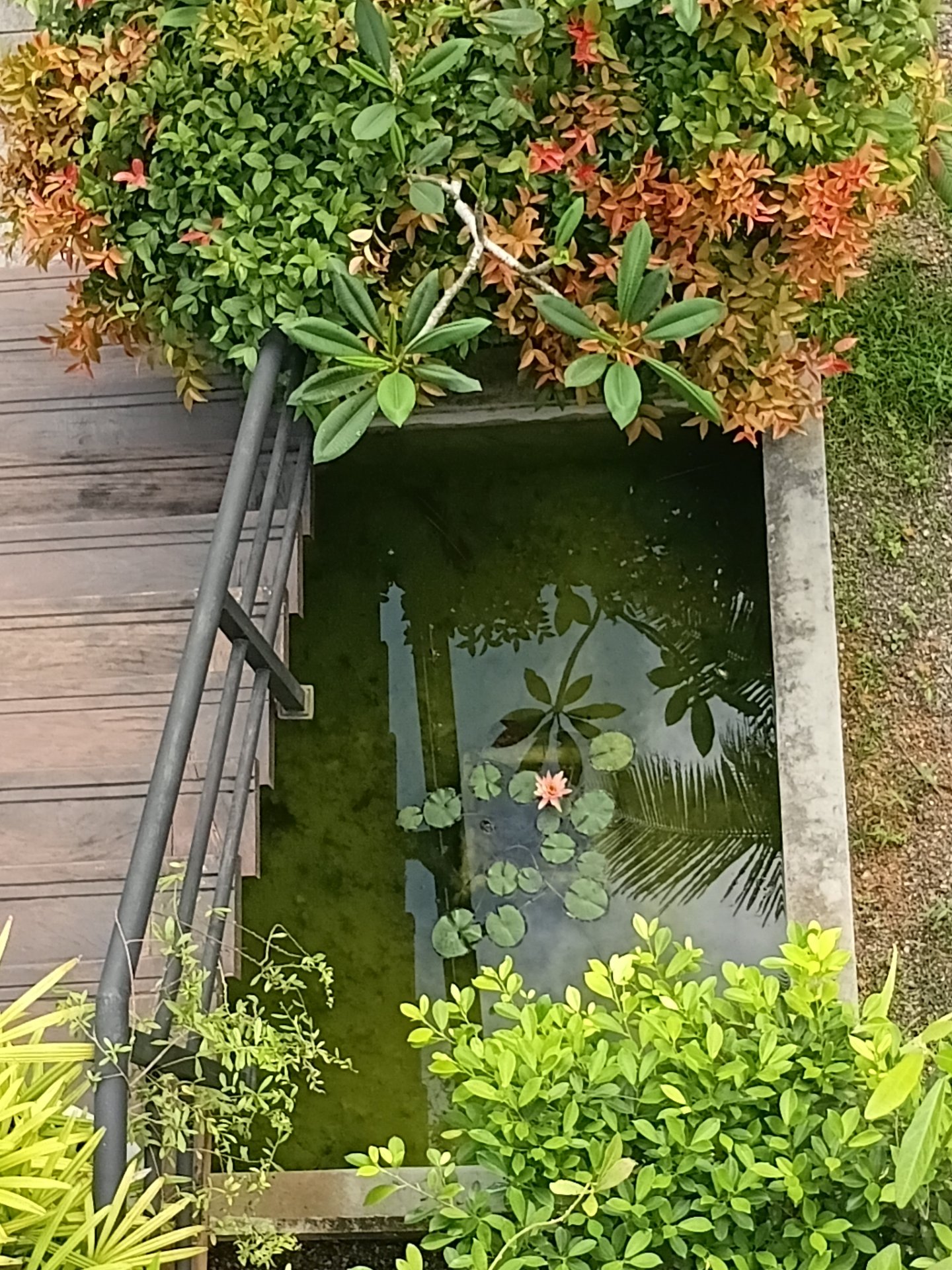 Overhead view of a tranquil square pond with a pink water lily, lily pads, and reflections of palm trees, next to wooden decking and lush green tropical foliage at Ko Lake Villa.