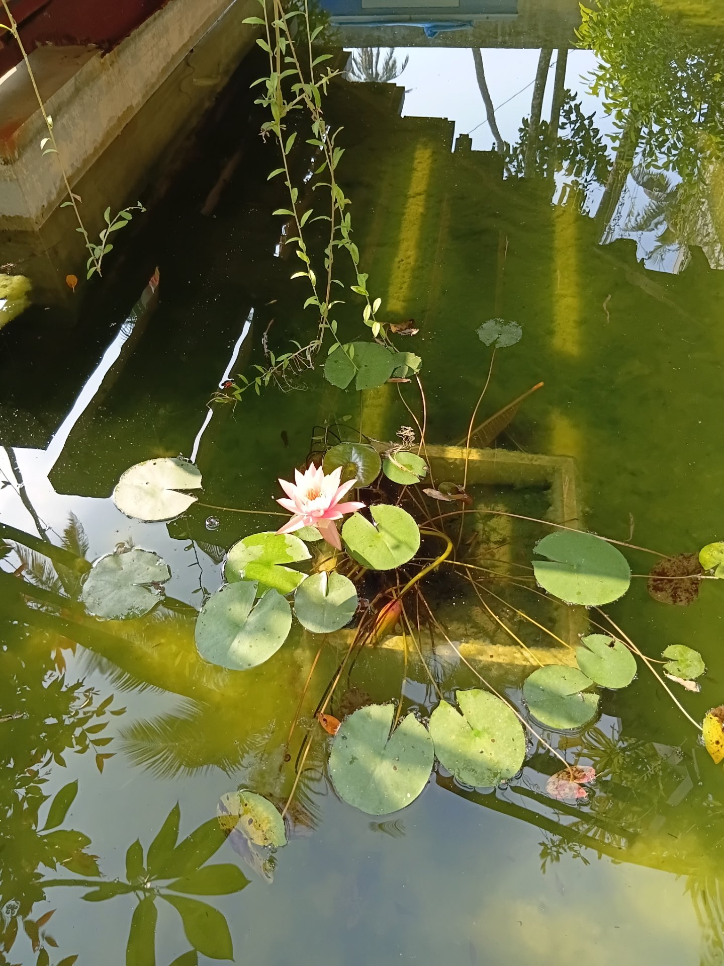 pink water lily with green lily pads in a lush pond, reflecting surrounding foliage and sunlight.