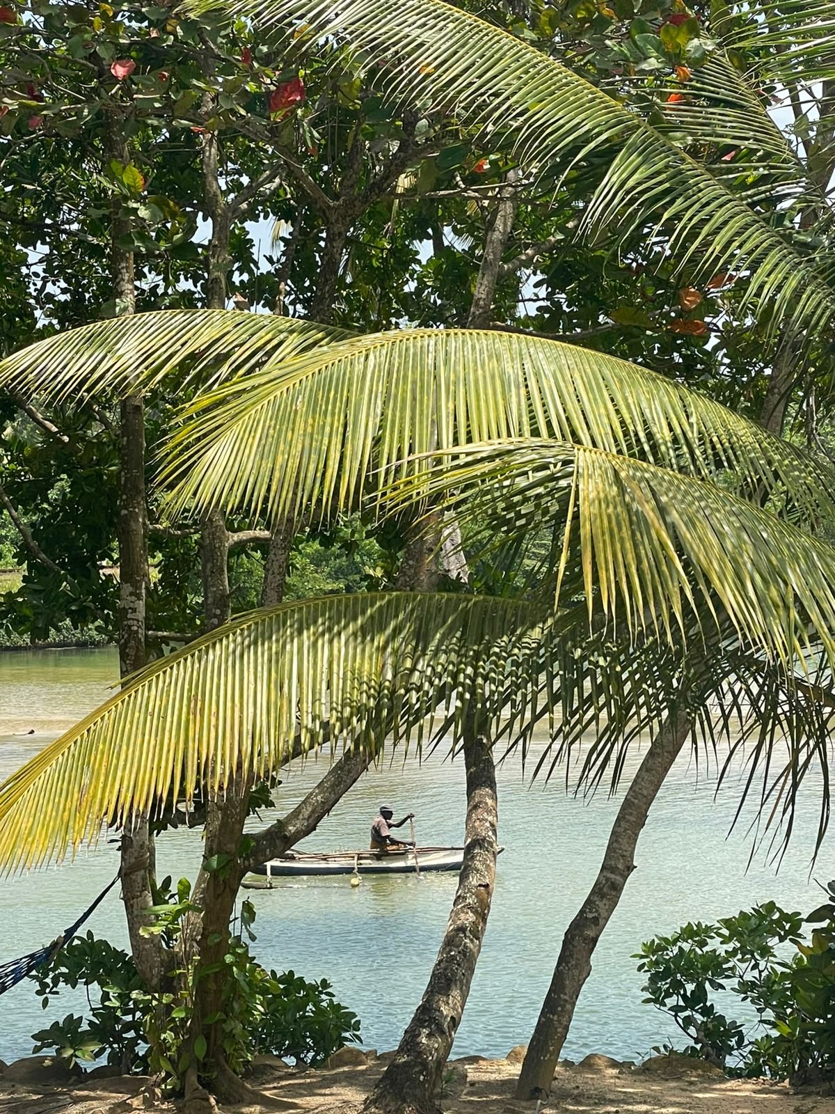Outsigger canore on Ko Lke Paddle Boat & Palm TreesExperience serene - Ko Lake Villa boutique lakefront accommodation on Koggala Lake Sri Lanka: Authentic Lake Life with a fisher paddling a boat, framed by vibrant palm trees and lush tropical foliage. A peaceful escape.