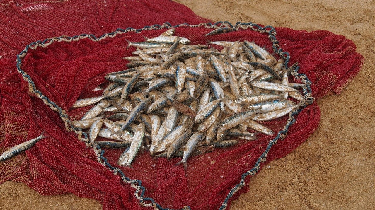 A vibrant red fishing net filled with a fresh catch of numerous small, silver fish lying on the sandy shore of Koggala Lake, Sri Lanka.