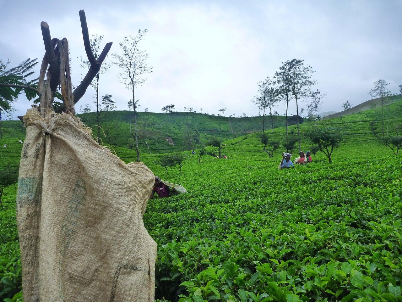 Tea Plantation: Scenic Tea Picking - Ko Lake Villa boutique lakefront accommodation on Koggala Lake Sri Lanka: Experience the lush green tea fields Ahangama famiily teas estate, where workers harvest fresh tea leaves. Discover the beauty of traditional tea production.