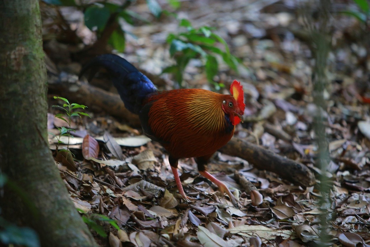 Vibrant Red Junglefowl in Forest - Ko Lake Villa boutique lakefront accommodation on Koggala Lake Sri Lanka: Stunning red junglefowl with brilliant plumage and red comb foraging on the forest floor. A beautiful wild chicken species capture.