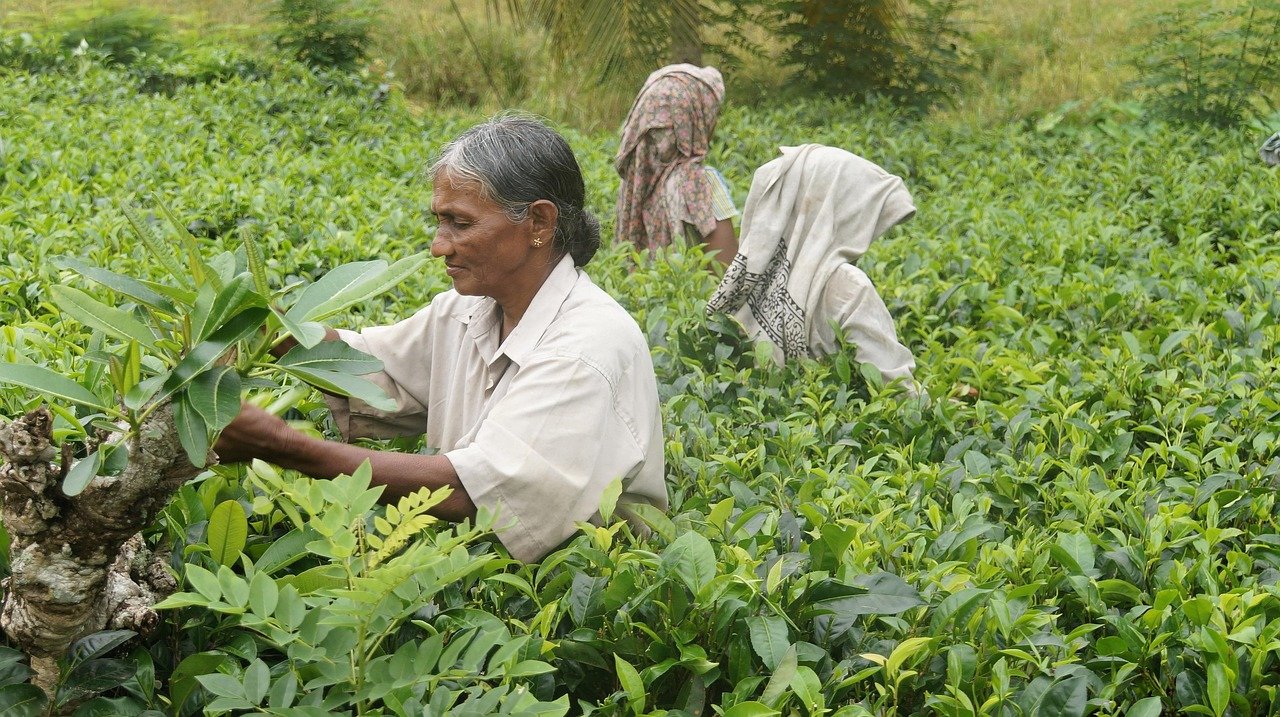 Sri Lankan Women Harvesting Tea Leaves on a Plantation - Ko Lake Villa boutique lakefront accommodation on Koggala Lake Sri Lanka: Discover Sri Lankan tea plucking tradition. Women carefully harvest fresh tea leaves by hand in lush green plantations. Explore the beauty of tea cultivation.