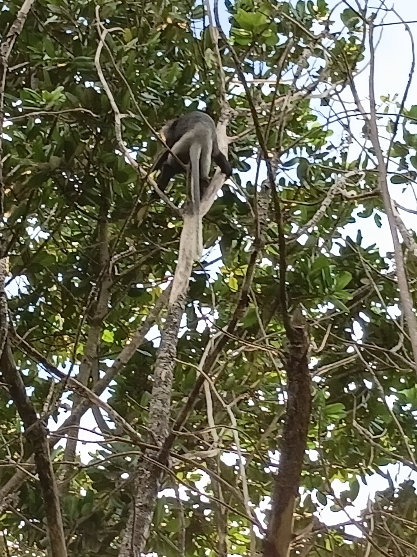 A grey langur monkey, largely silhouetted, climbing high in the branches of a lush green tree against a bright sky.