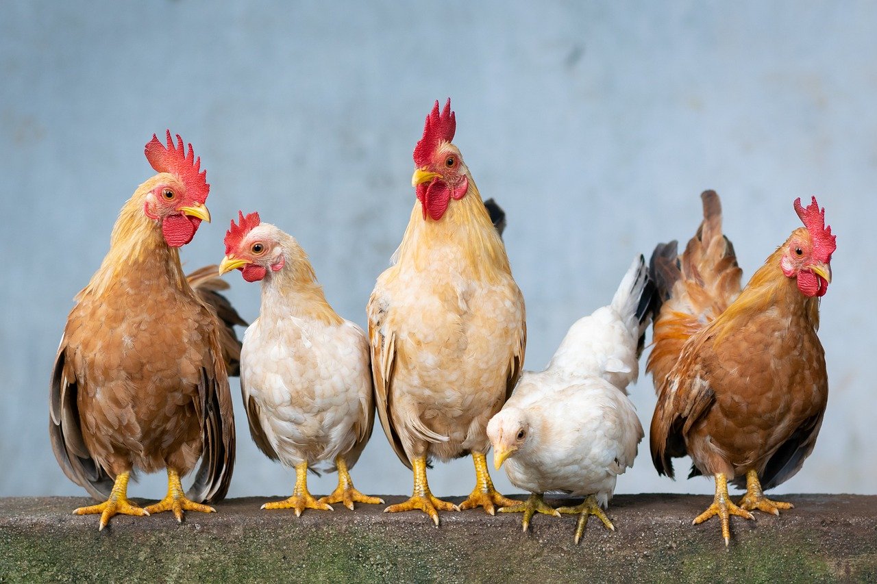 Chicken Ko Lake Garden neighbours