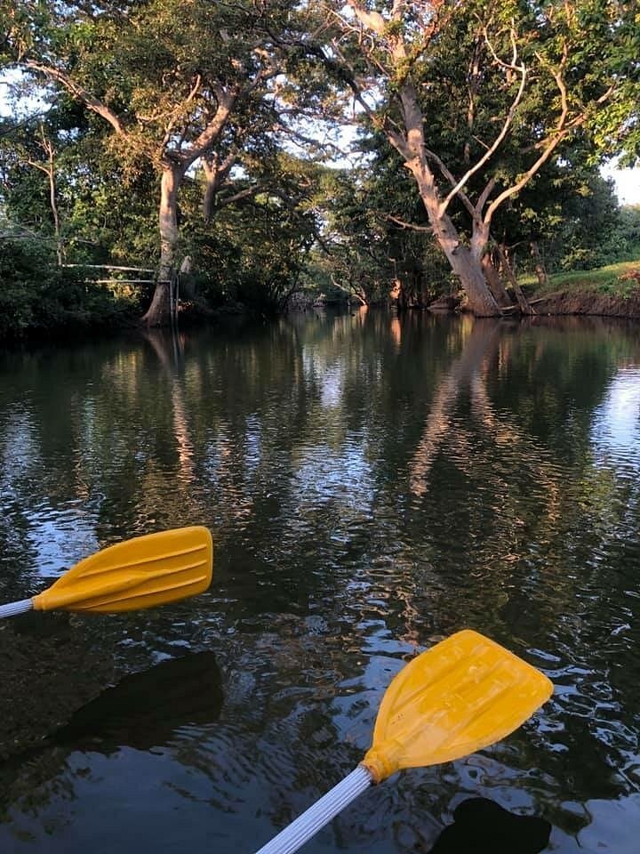Two yellow kayak paddles resting on the calm waters of Koggala Lake, surrounded by dense green trees and sunlit foliage.