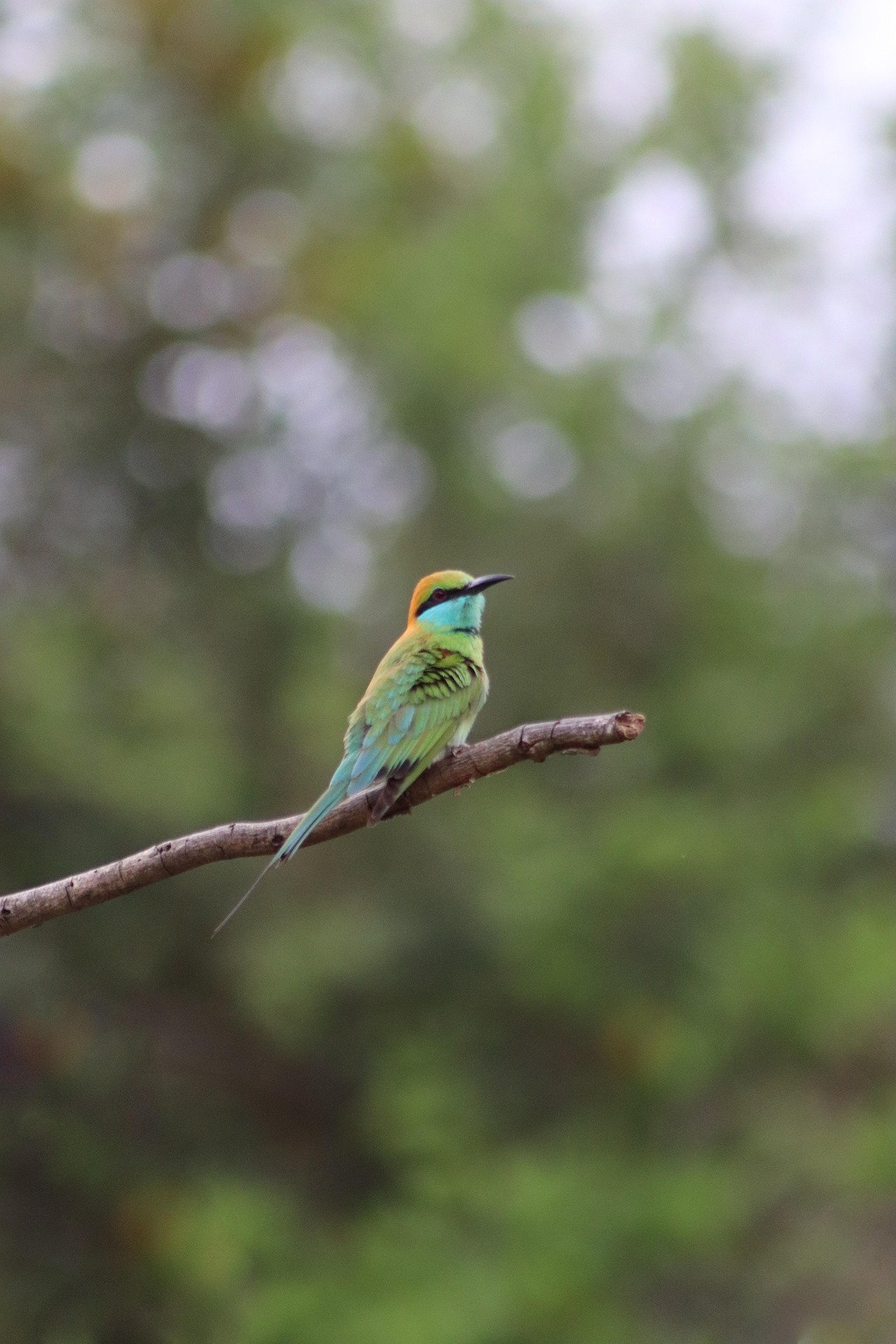 Ahangama Green Bee-eater Perched on Branch - Ko Lake Villa boutique lakefront accommodation on Koggala Lake Sri Lanka: One of ab, stunning photo of vibrant little green bee-eater bird with colourful plumage, perched gracefully on a tree branch in its natural habitat.
