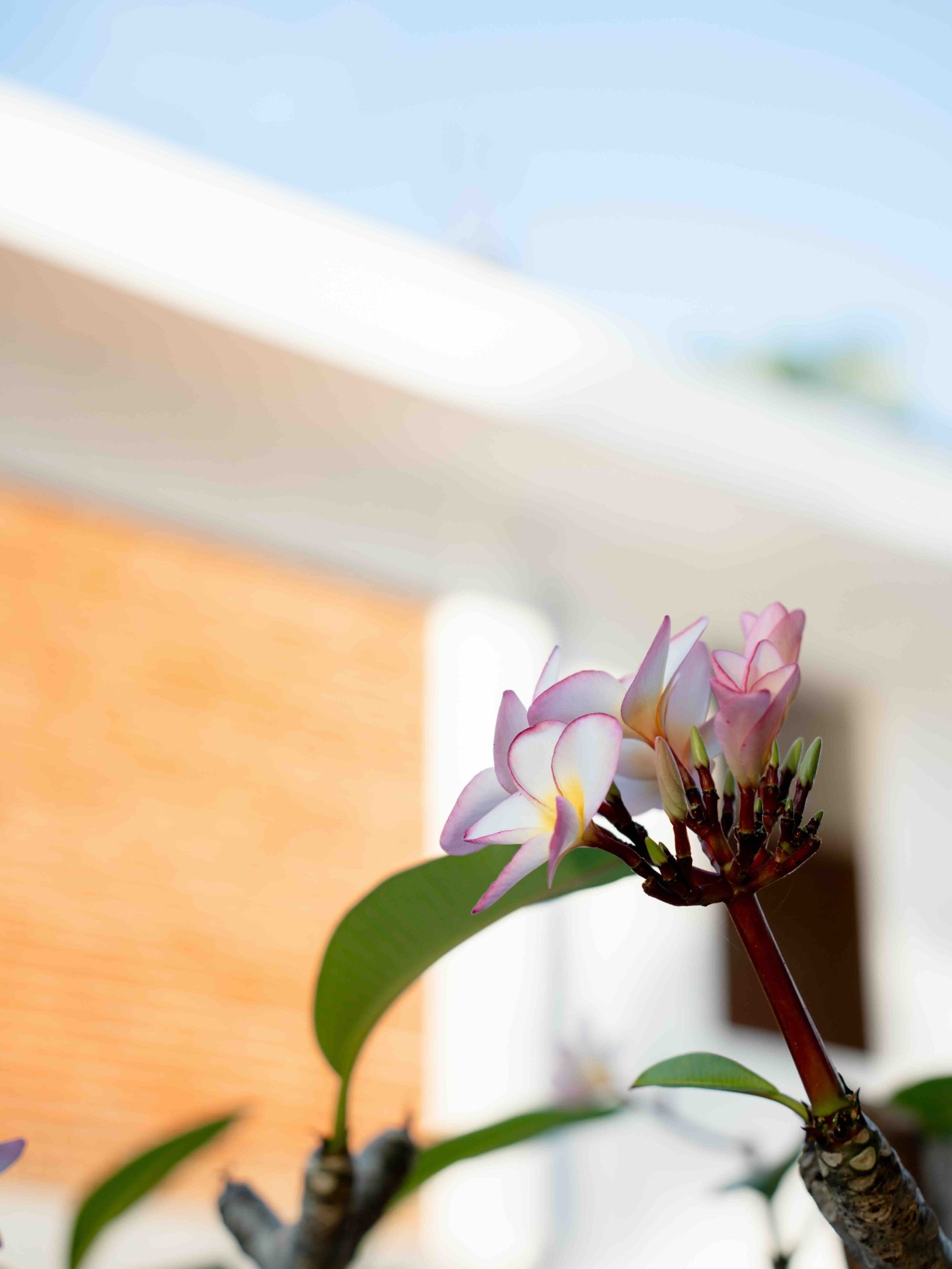 Pink & White Blooms - Tropical Frangipani Flower - Ko Lake Villa boutique lakefront accommodation on Koggala Lake Sri Lanka: Our Stunning., first okanting, close-up of vibrant pink and white frangipani flowers and buds against a soft, blurred background. Ideal for tropical garden themes.