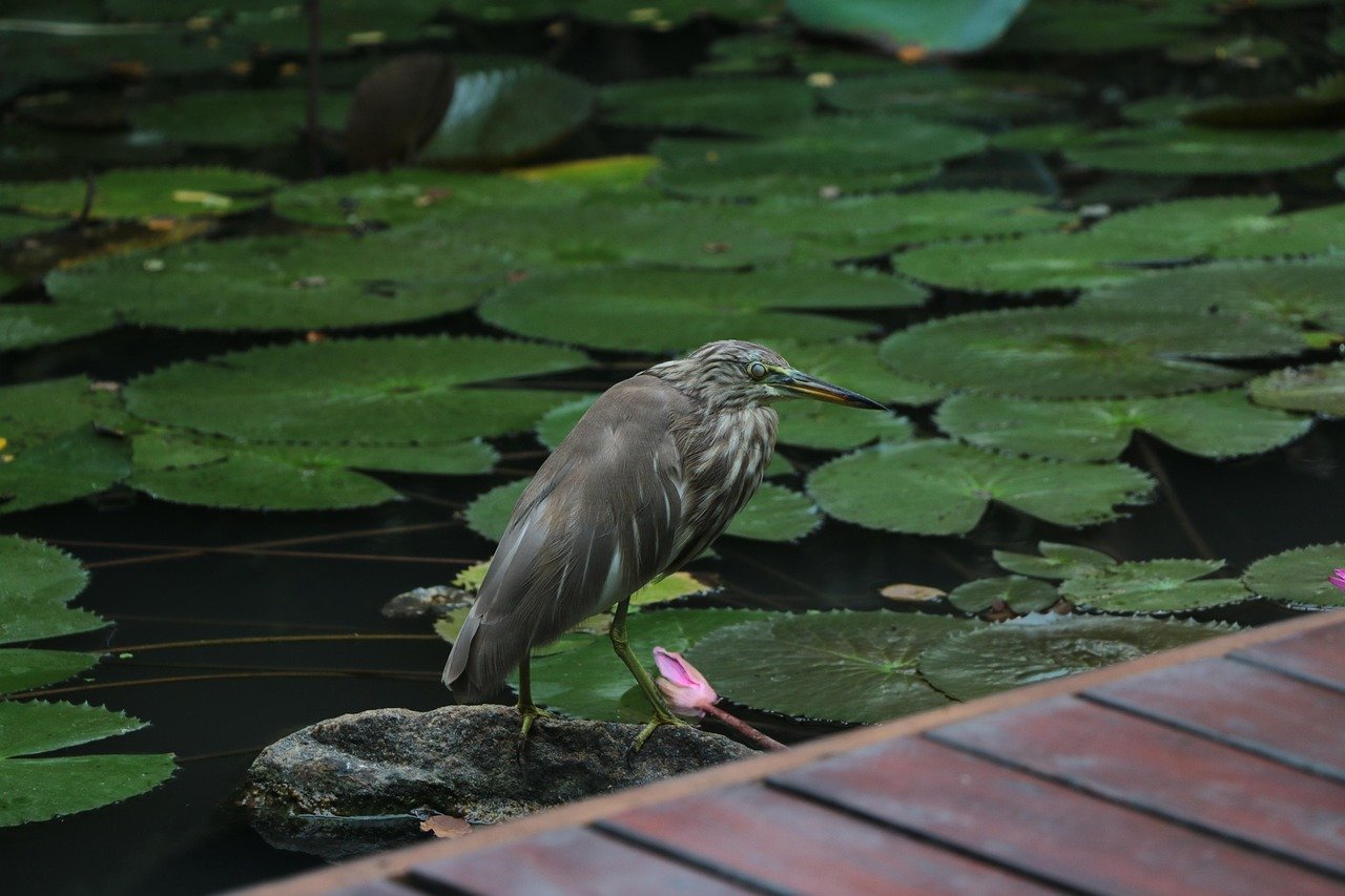 Little Heron Awaits Prey by Lily Pads - Ko Lake Villa boutique lakefront accommodation on Koggala Lake Sri Lanka: An Indian pond heron (little heron) stands camouflaged on a rock, poised to strike, amidst tranquil lily pads and a pink lotus bud.